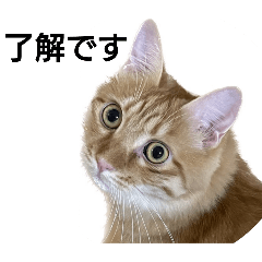 kinako_202502035555