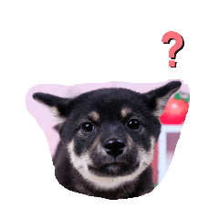 kuro_20250203205021