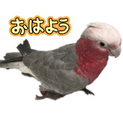 chihiro_20250203223456