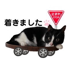 Hanachan___