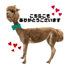 ALPACAFEのLINE スタンプ・絵文字一覧 | LINE STORE ALPACAFEのLINE スタンプ・絵文字一覧 | LINE STORE