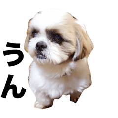 Mako_20250203222118