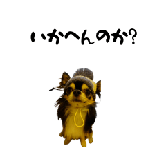 our pet dog mamesuke