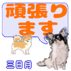 Mikaduki's letters Chihuahua (2)