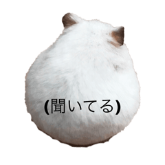 kiyo_20250204090713