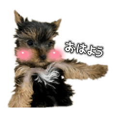 bear_20250204120627