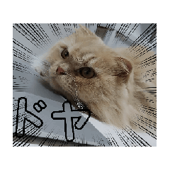 Chacha_20250204232422