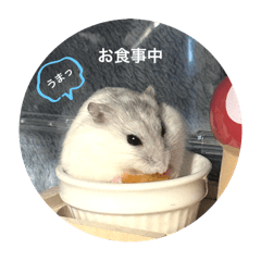 HAM_20250204190343