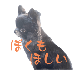 Black Chihuahua RIKU