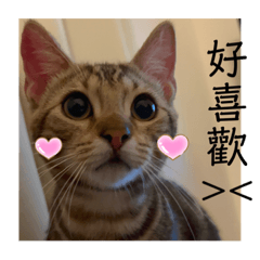 meow！！！