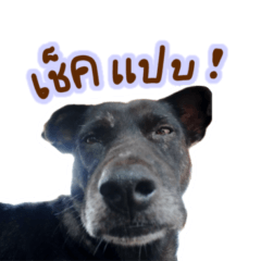 Podam – สติกเกอร์ LINE | LINE STORE