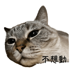 歡毛3.0