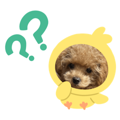 chachamaru (moppukun)