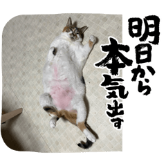 mikan_20250204234111
