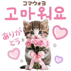 Korean A cat that conveys feelings