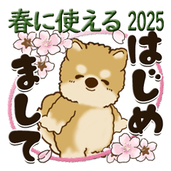 Shiba-inu 2025 (early spring)