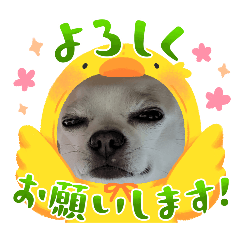 megu_20250204190502