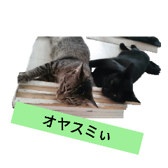 moko_20250204195930