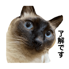 torigatomodachinootouto