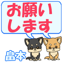 Hatamoto's letters Chihuahua2 (2)