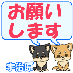 Ujihara's letters Chihuahua2 (3)