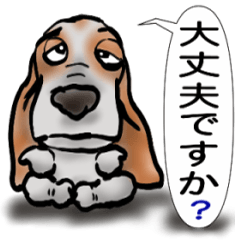 Basset hound 53(dog)