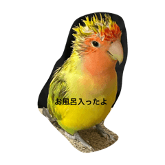 pon_20250204224324