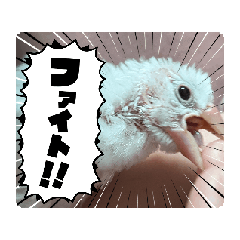 puku_20250204200646
