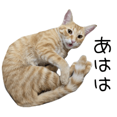 Noah's Ark_20250205133022