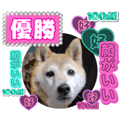 Chikuwa_20250205134716