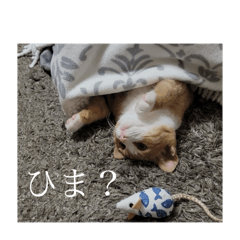aya_20250205141215