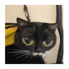虎克貓貓(>^ω^<)
