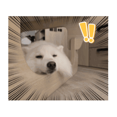 Poki日常對話