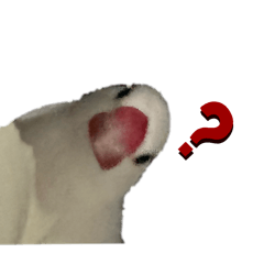 林家可愛鳥寶們