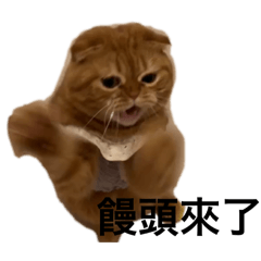 Cat mango0416