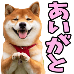 Kagoshima Shiba Inus