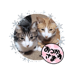 nori_20250205211130