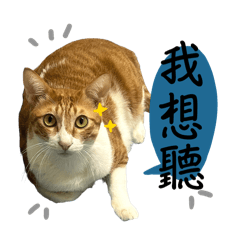 班班&後宮粉圓