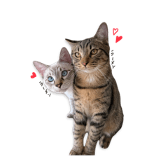 momo_cat brothers