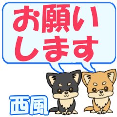 Nishikaze's letters Chihuahua2