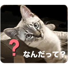 Ryu_20250205205737