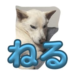 kote2_20250205210635