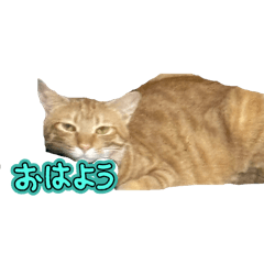 SHO_20250205201505