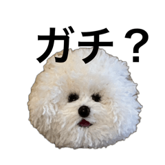 mochi_20250205223158