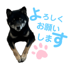 ayumi_20250205201911