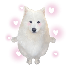 samoyed v.4