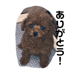 Sheeeep_20250205174822