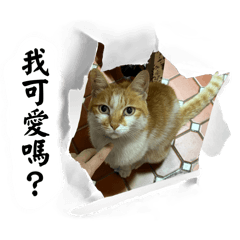 Daily Phrases of the Cats - Hua & Ban