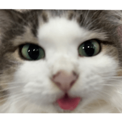 riimaru_20250206034752