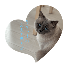 zen_20250206001119